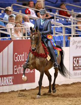 2016 Scottsdale Horse Show Results