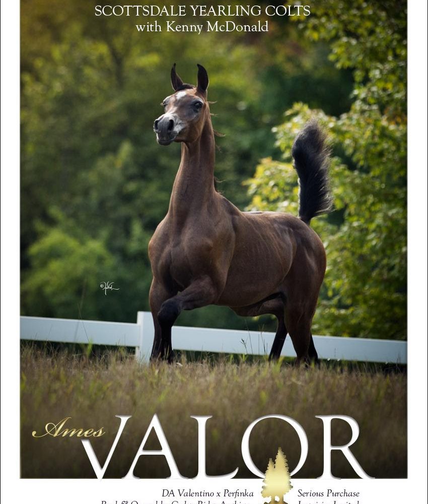 Introducing Ames Valor … Scottsdale Yearling Colts