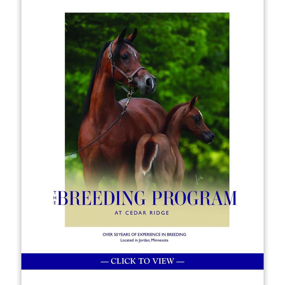 The Breeding Program at Cedar Ridge Arabians